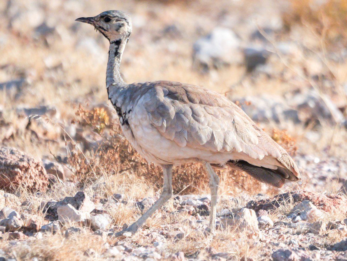 Rüppell's Bustard - ML645882129