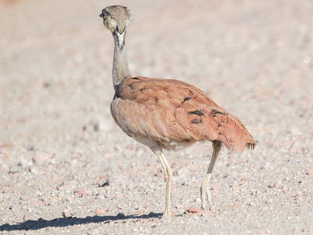 Rüppell's Bustard - ML645882130
