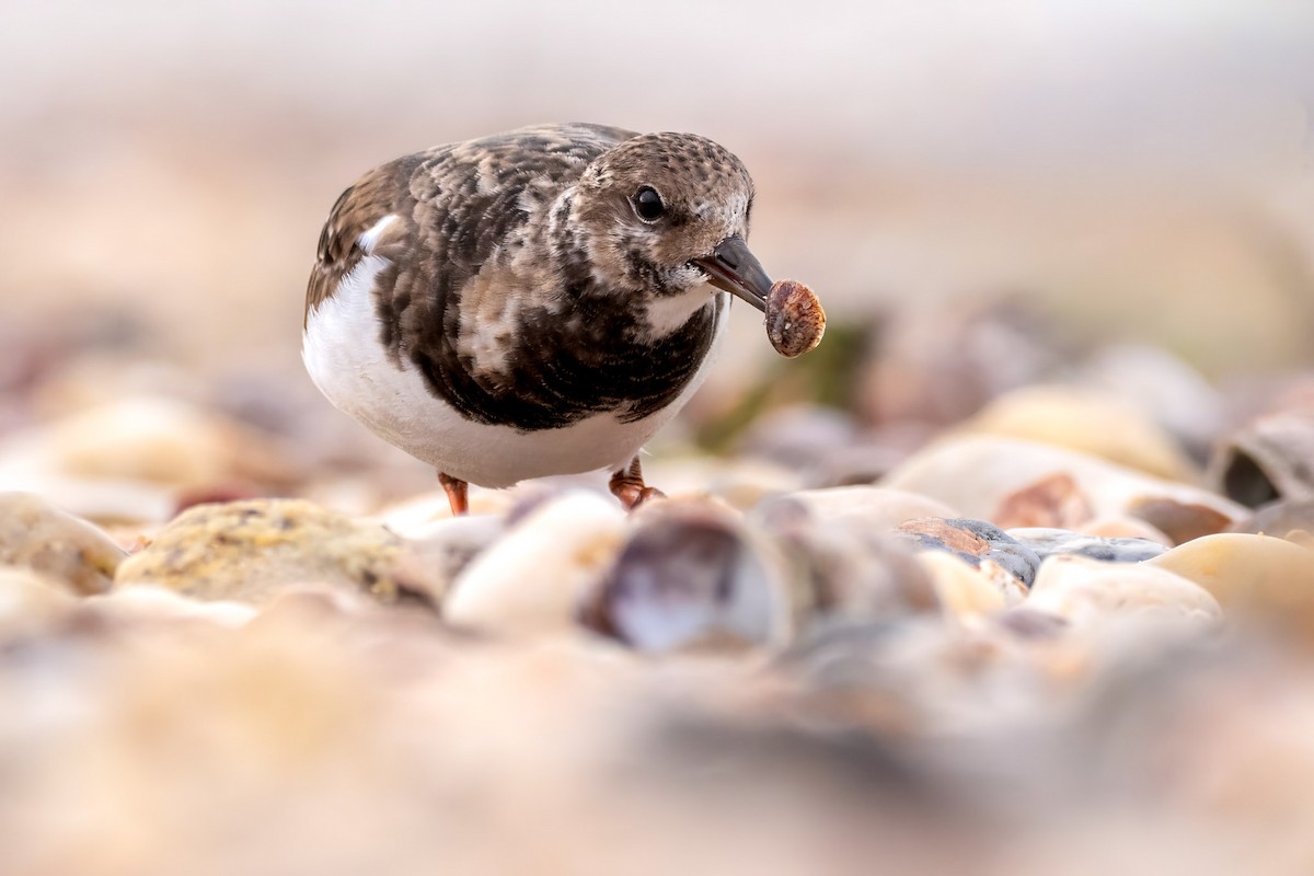 Ruddy Turnstone - ML645882151