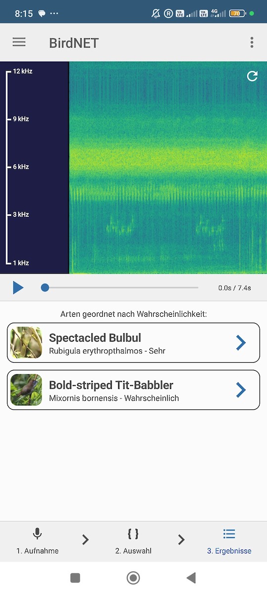 bulbul brýlatý - ML645882160