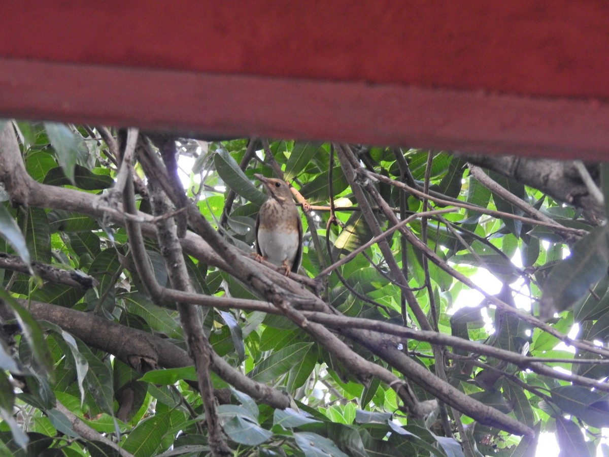 קיכלי תכלכל - ML645882161