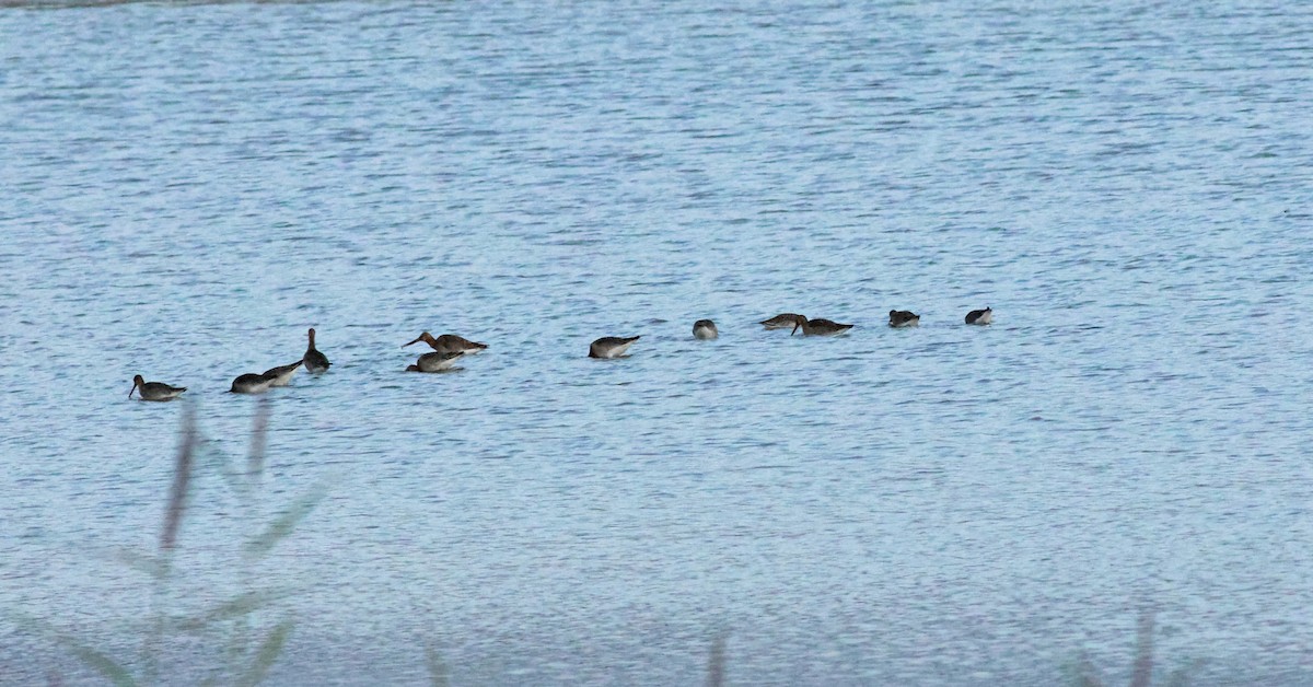 Kuliska buztanbeltza - ML645882168