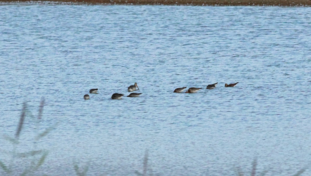 Kuliska buztanbeltza - ML645882169