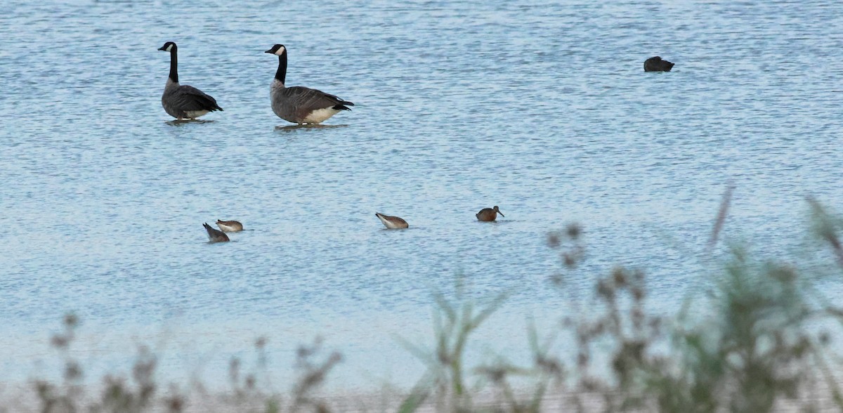 Kuliska buztanbeltza - ML645882170