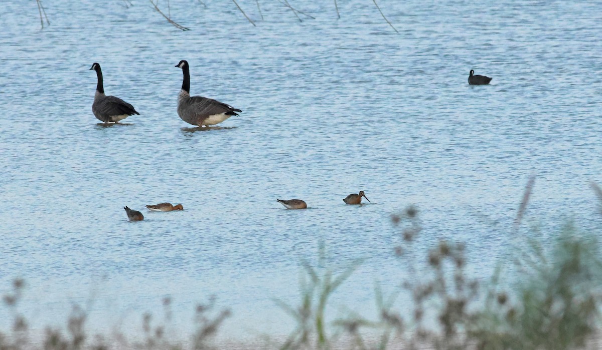 Kuliska buztanbeltza - ML645882171