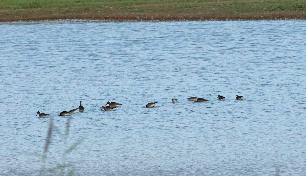 Kuliska buztanbeltza - ML645882172