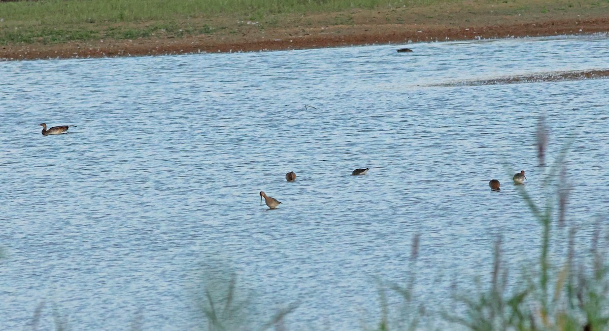 Kuliska buztanbeltza - ML645882173