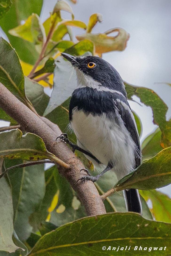 Rwenzori Batis - ML645882178