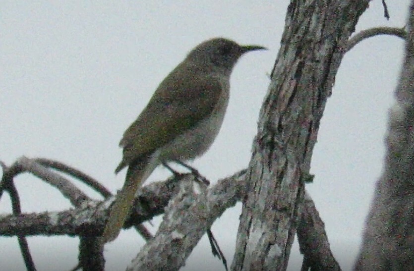 Brown Honeyeater - ML645882179