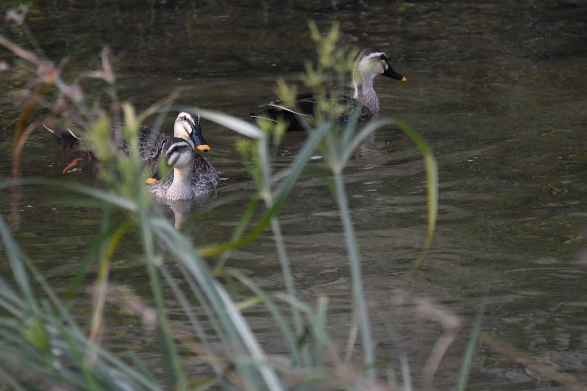 花嘴鴨 - ML645882186