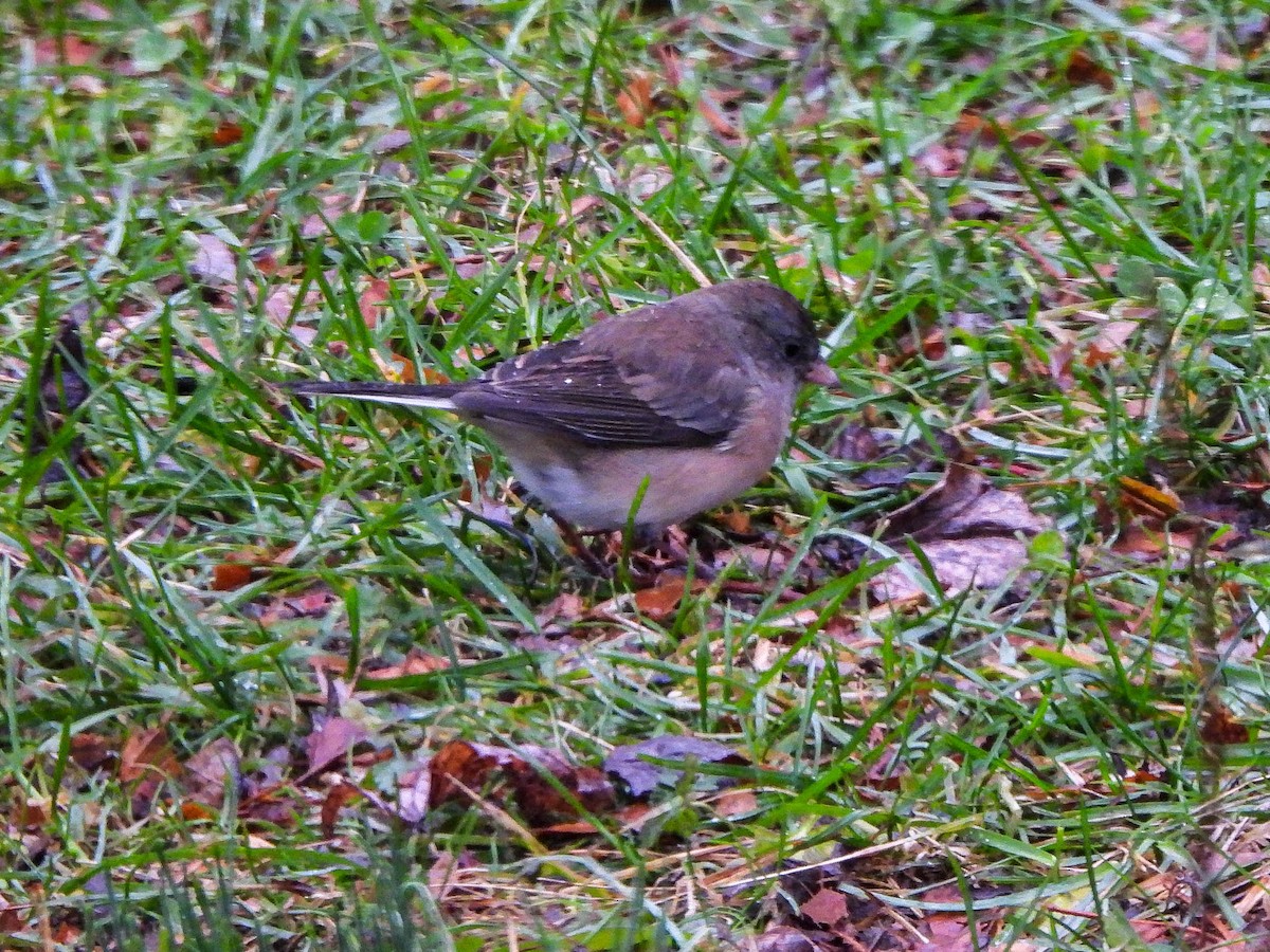 Dark-eyed Junco - ML645882187