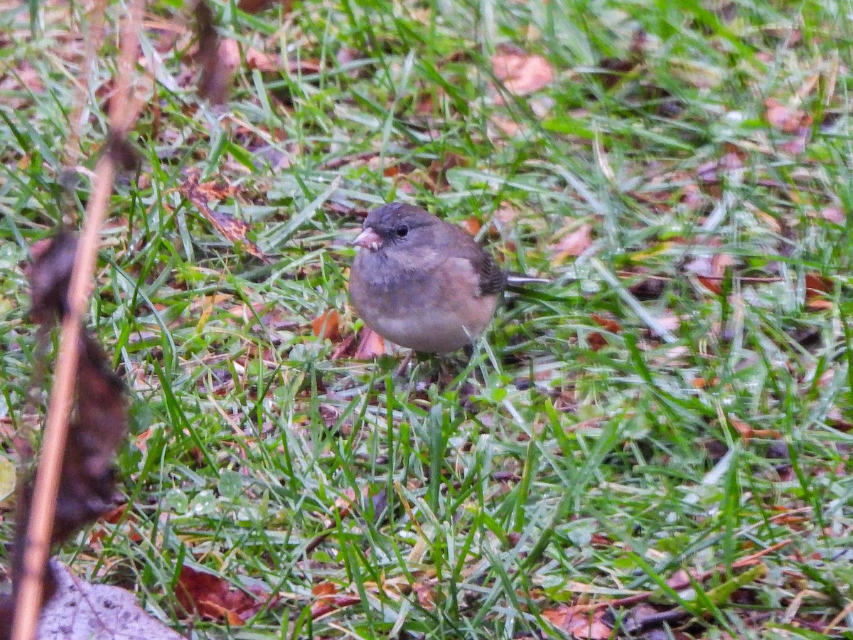 Dark-eyed Junco - ML645882188
