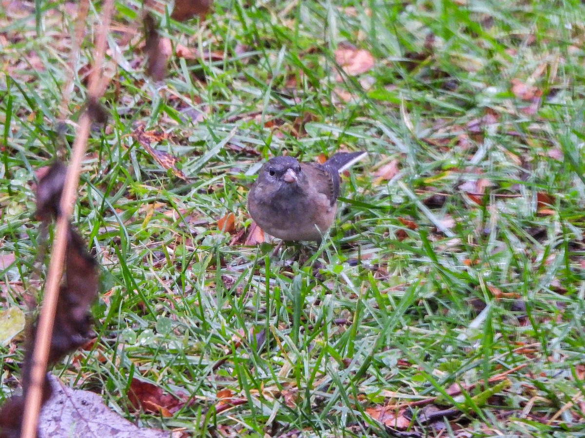 Dark-eyed Junco - ML645882189