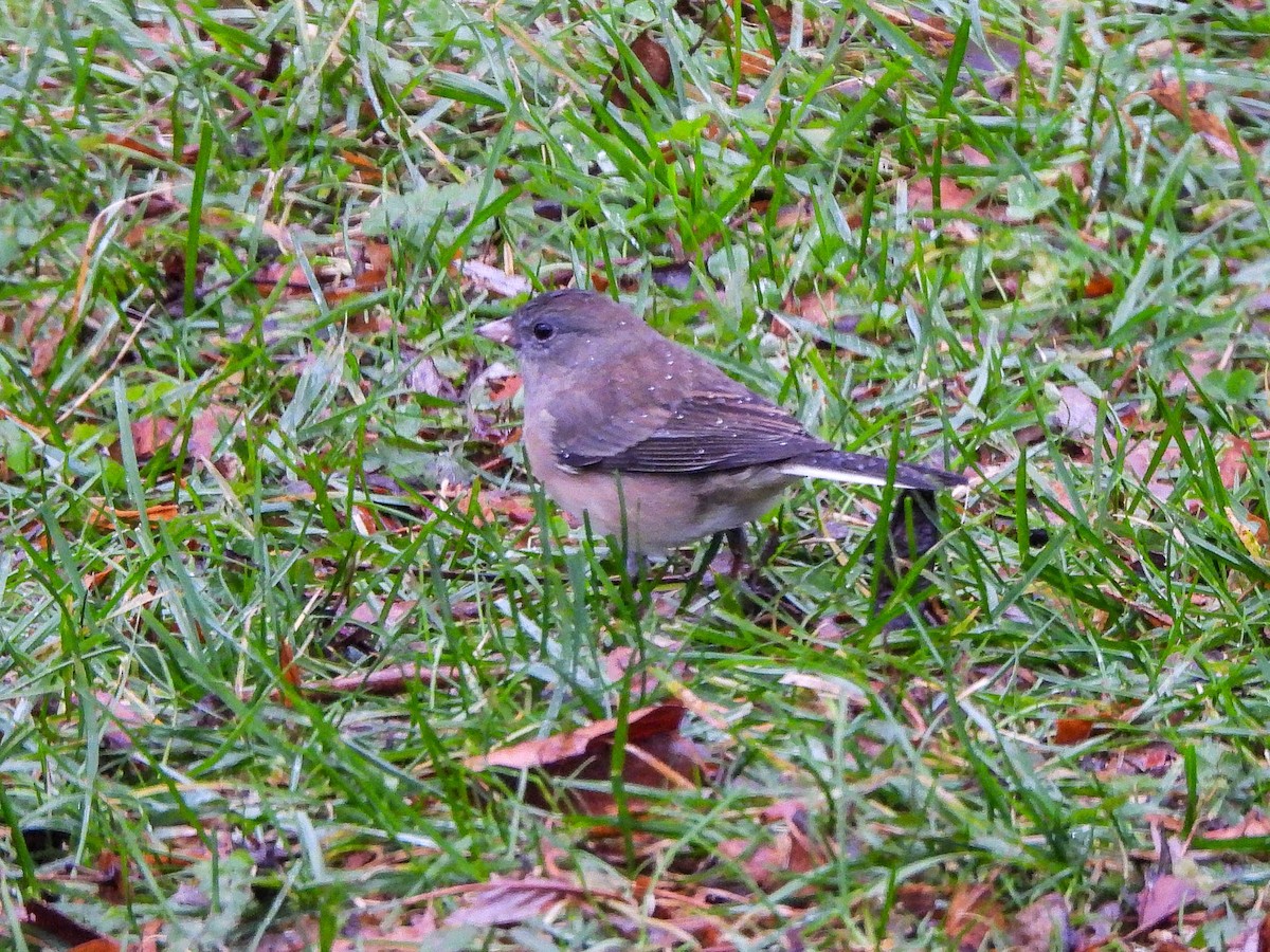 Dark-eyed Junco - ML645882190