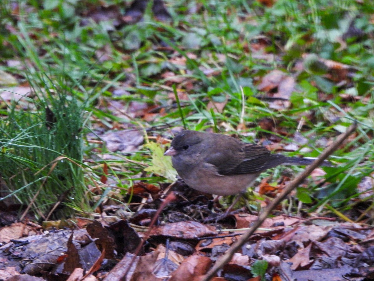 Dark-eyed Junco - ML645882191