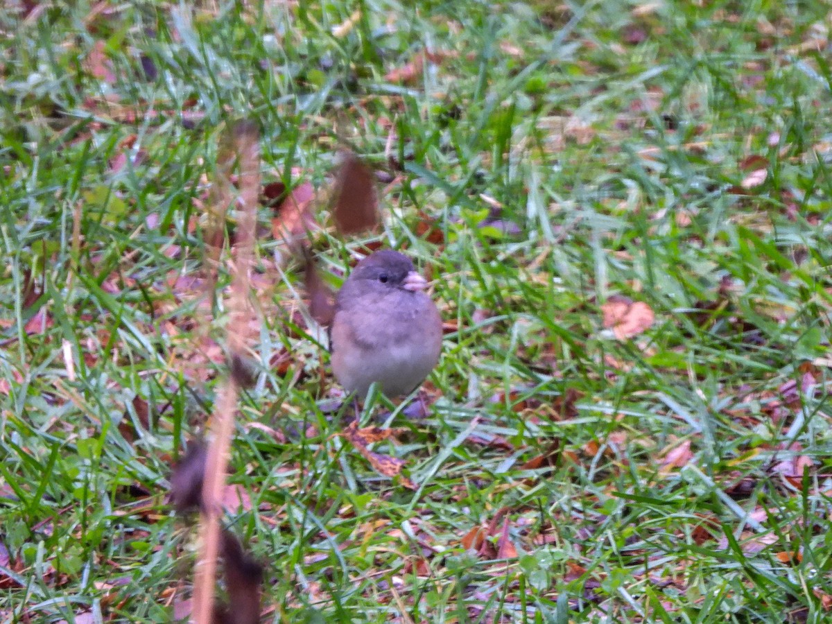 Dark-eyed Junco - ML645882192