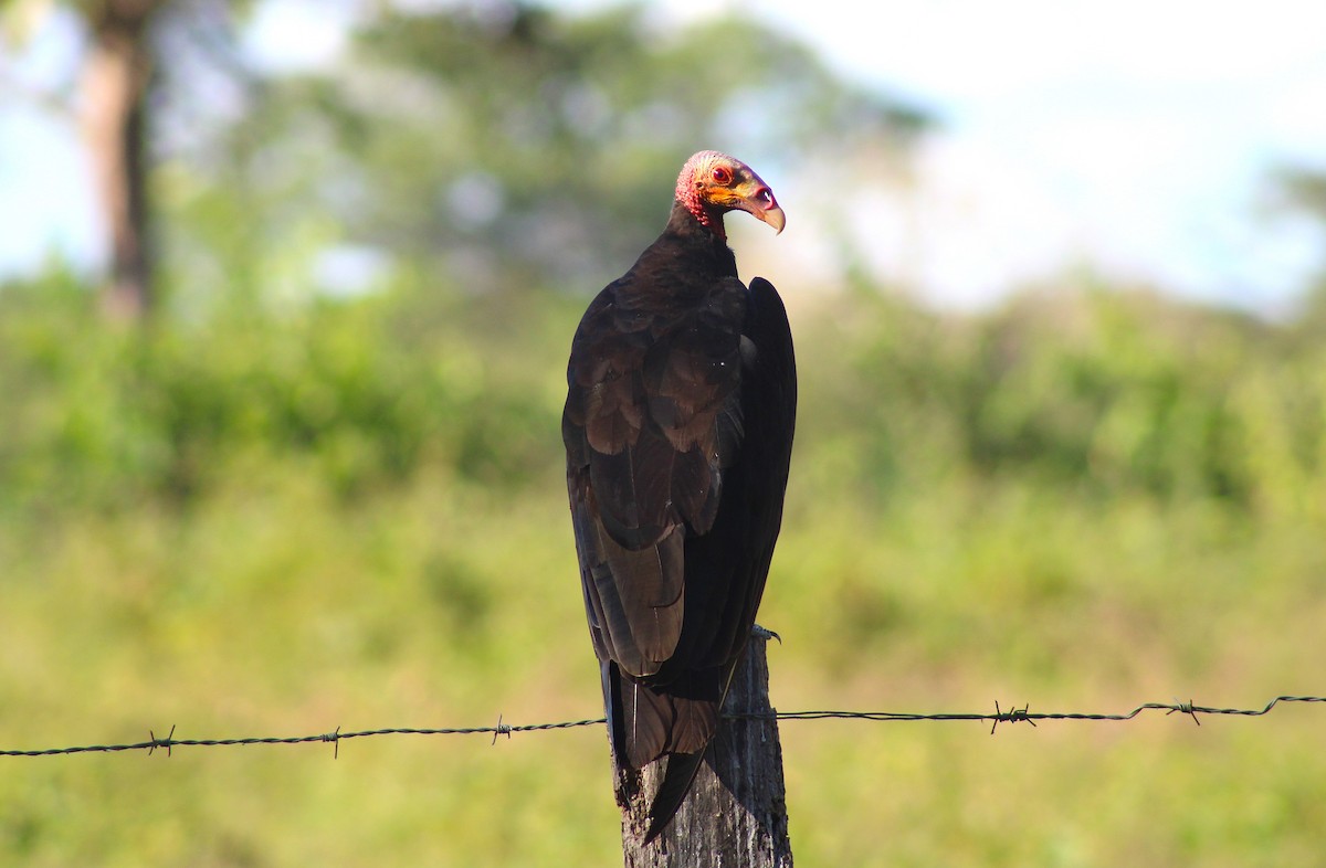 Lesser Yellow-headed Vulture - ML645882193