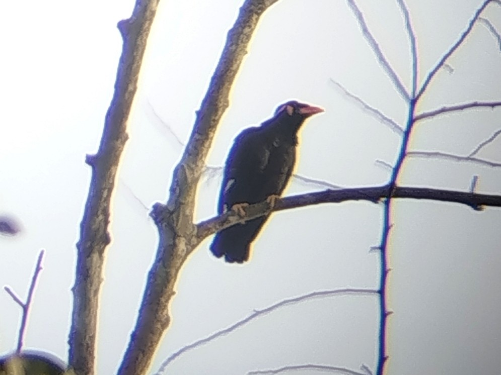 Common Hill Myna - ML645882194