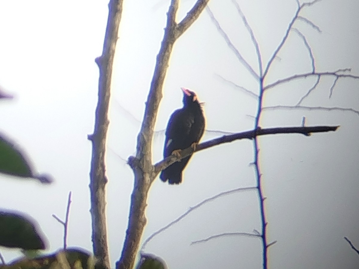 Common Hill Myna - ML645882195