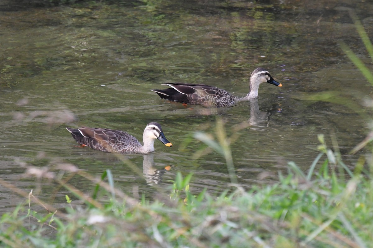 Ahate mokopikart txinatarra - ML645882196