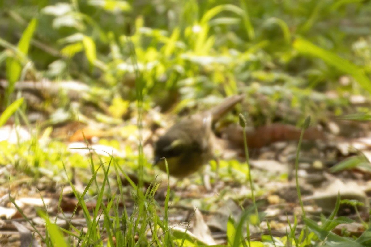 Yellow-throated Scrubwren - ML645882197