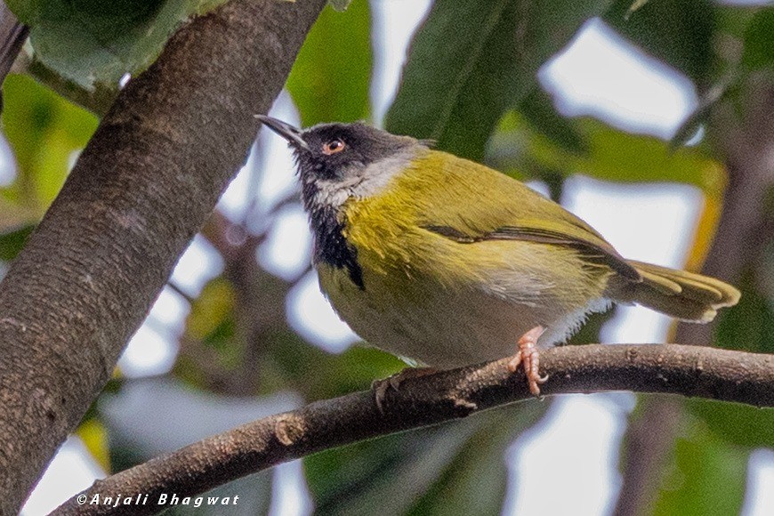 Black-faced Apalis - ML645882202