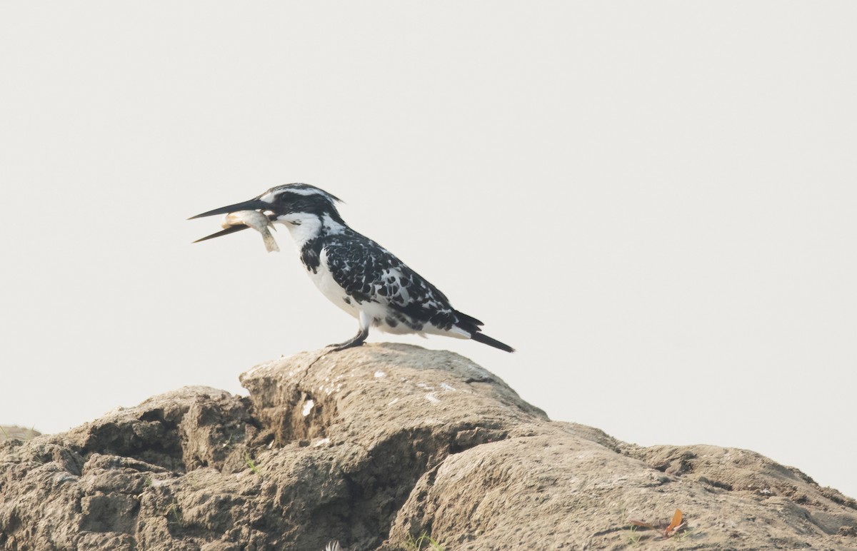 Pied Kingfisher - ML645882203