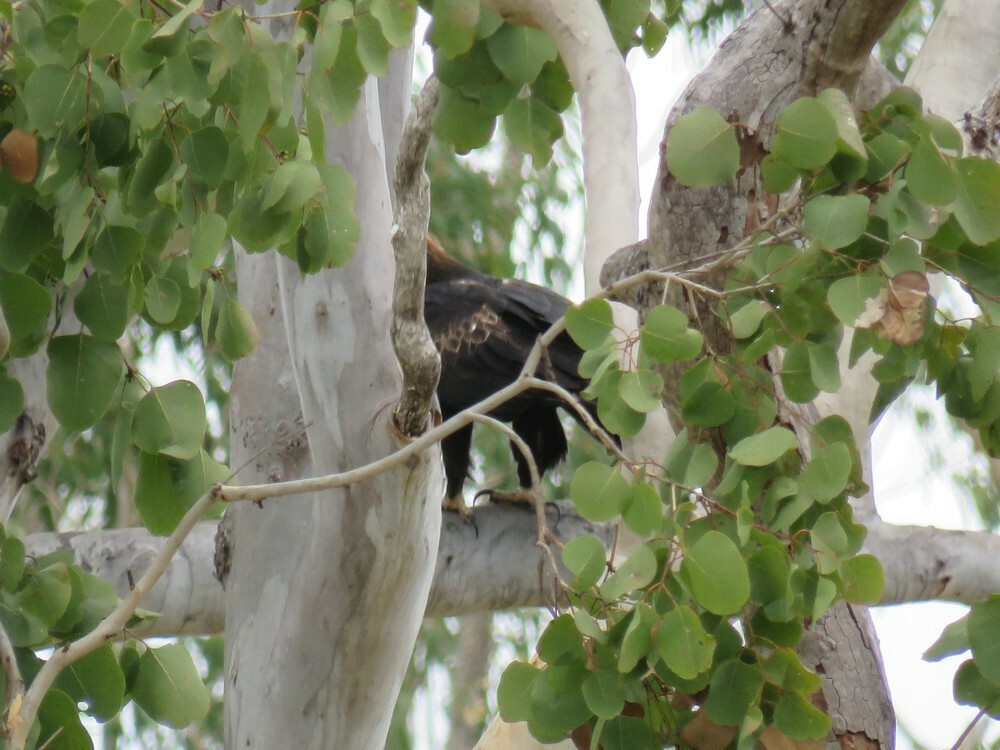 Wedge-tailed Eagle - ML645882207