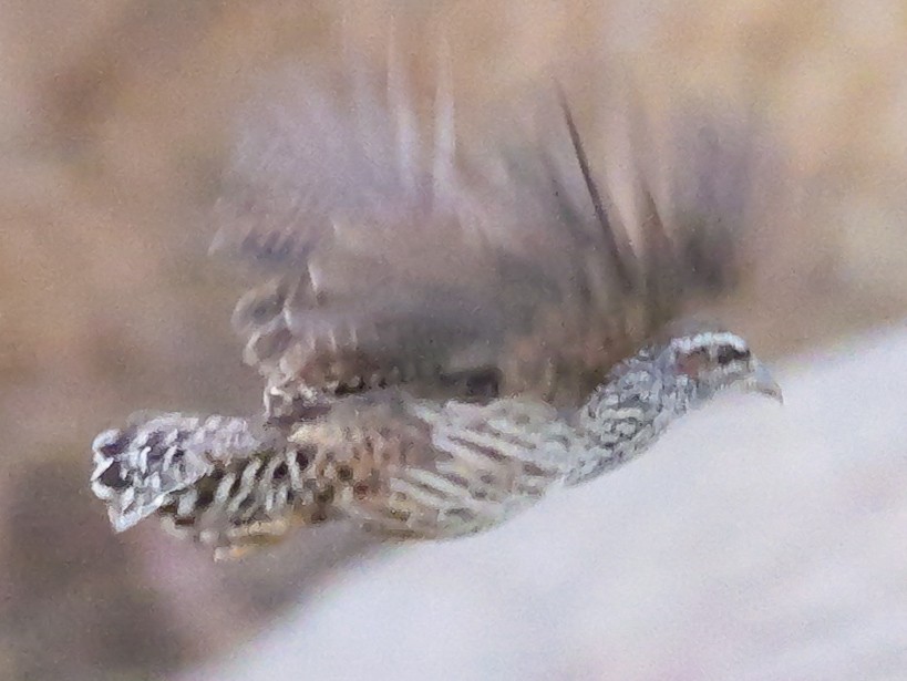 Hartlaub's Spurfowl - ML645882208