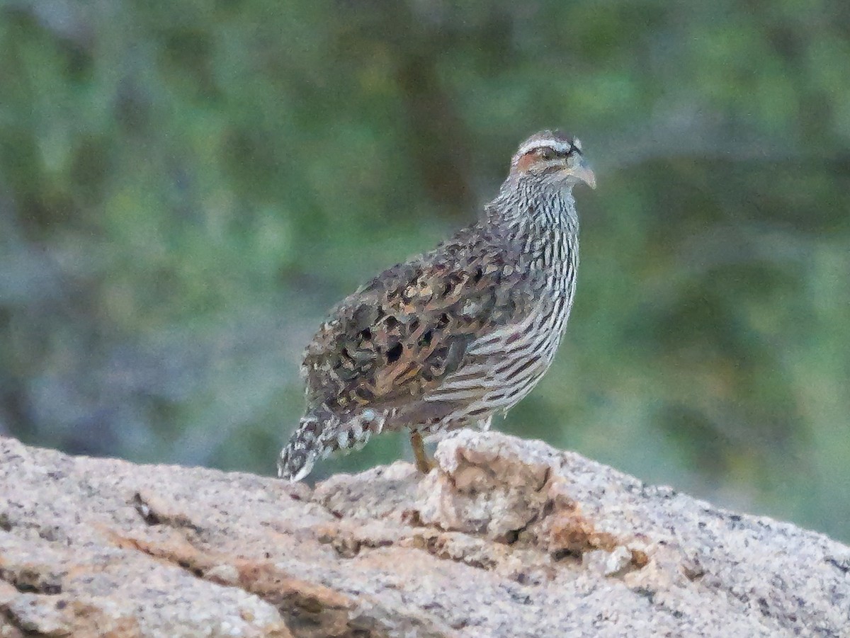 Hartlaub's Spurfowl - ML645882209
