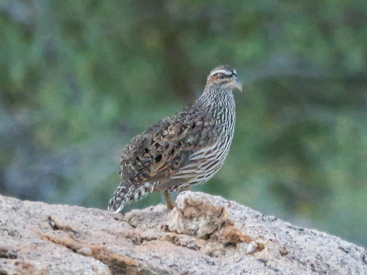 Hartlaub's Spurfowl - ML645882210