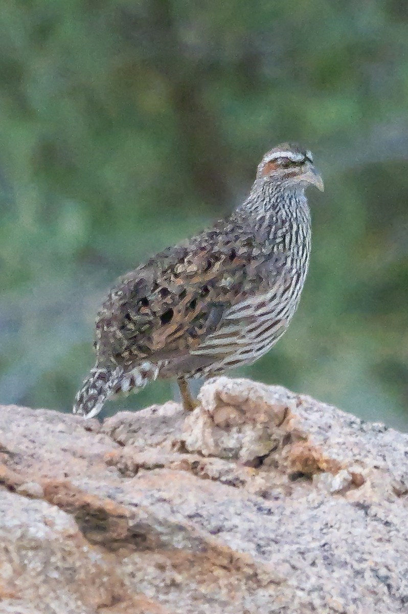 Hartlaub's Spurfowl - ML645882211