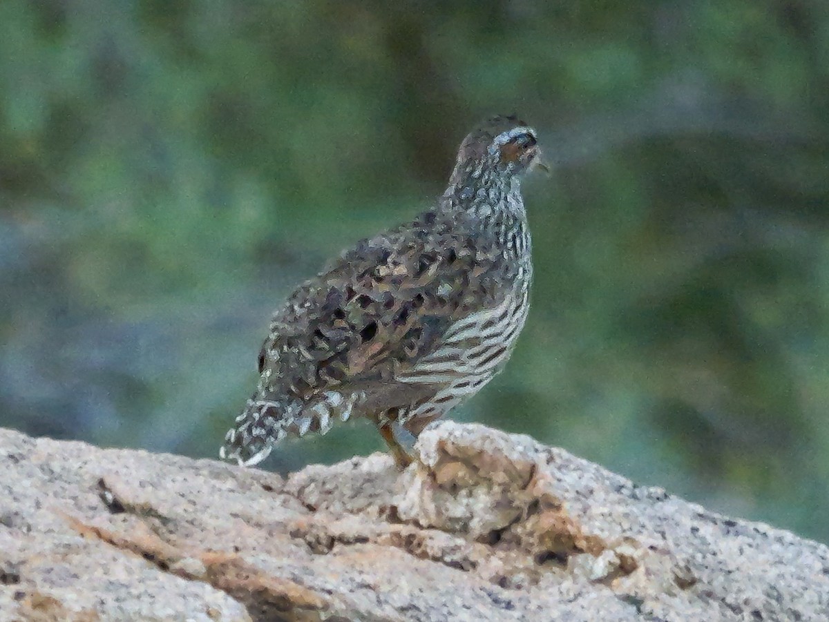 Hartlaub's Spurfowl - ML645882212