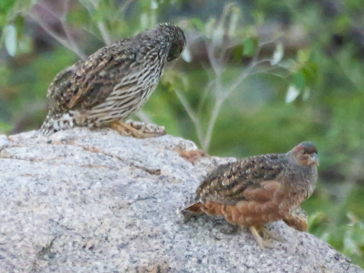 Hartlaub's Spurfowl - ML645882213
