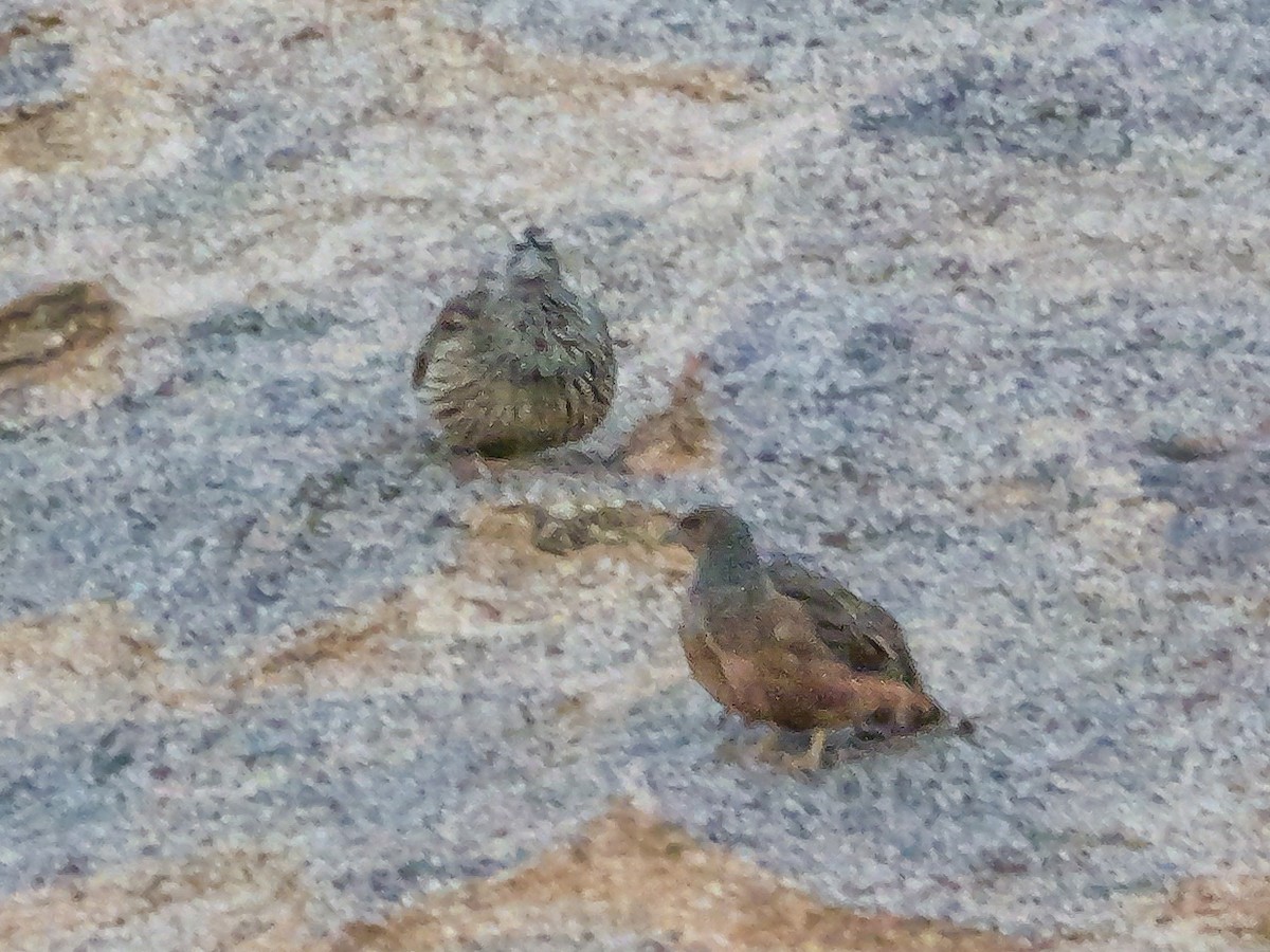 Hartlaub's Spurfowl - ML645882214