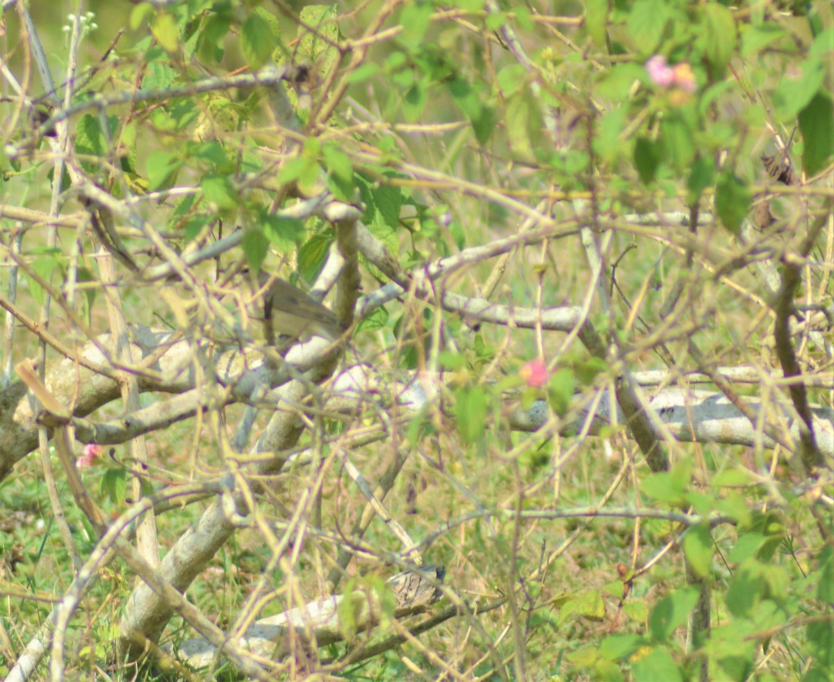 Zuhaixka-lezkaria - ML645882215