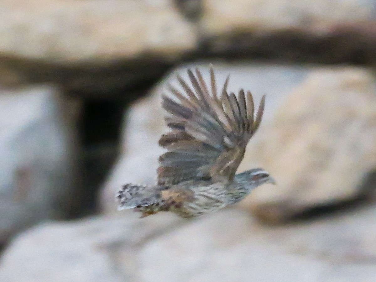 Hartlaub's Spurfowl - ML645882216