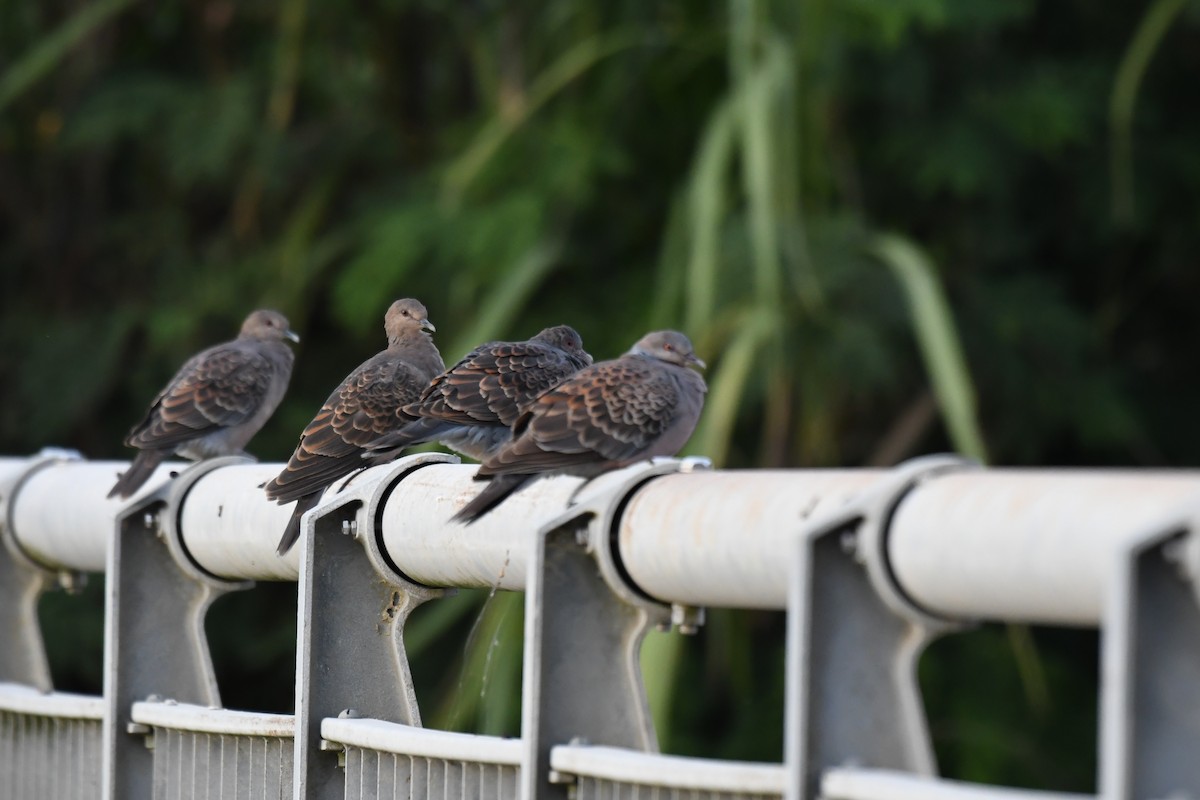 金背鳩 - ML645882218