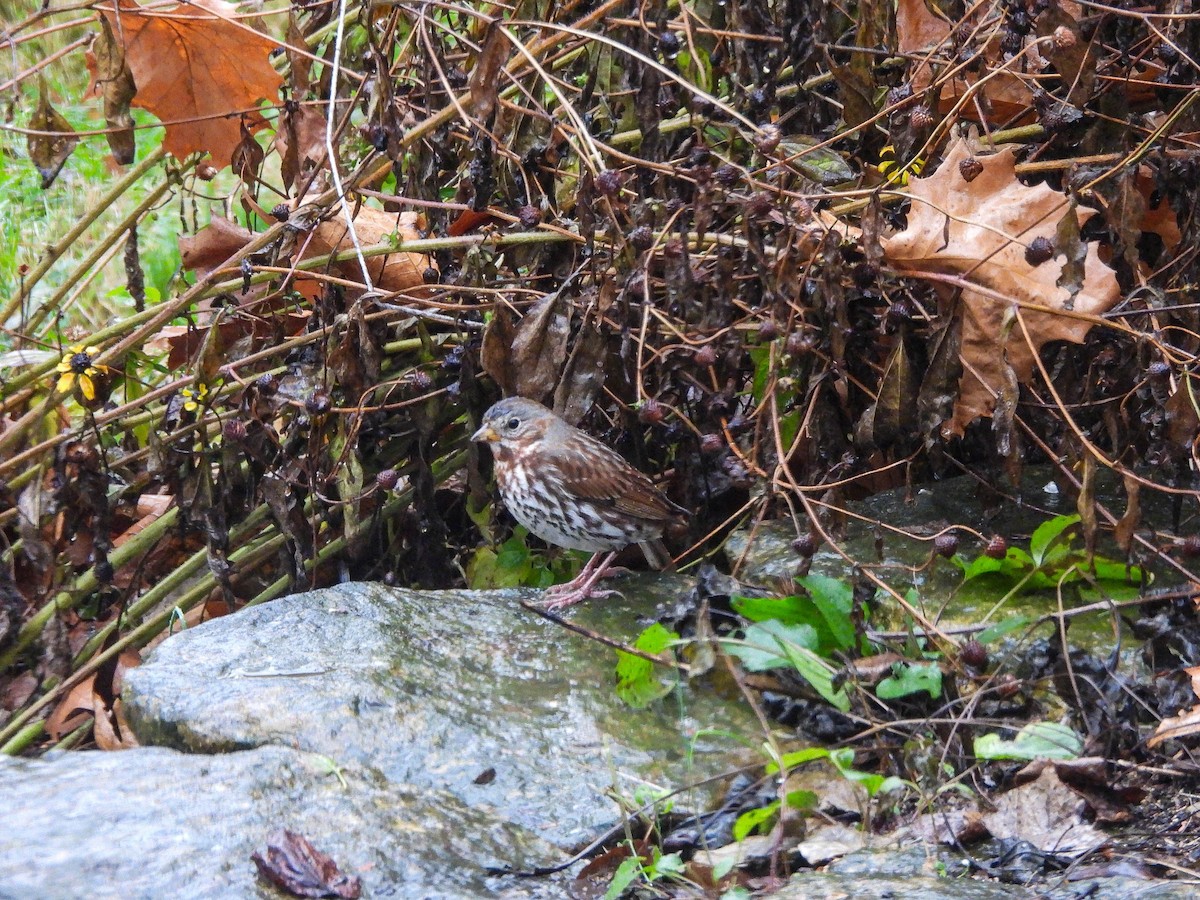 strnadec kaštanový - ML645882221