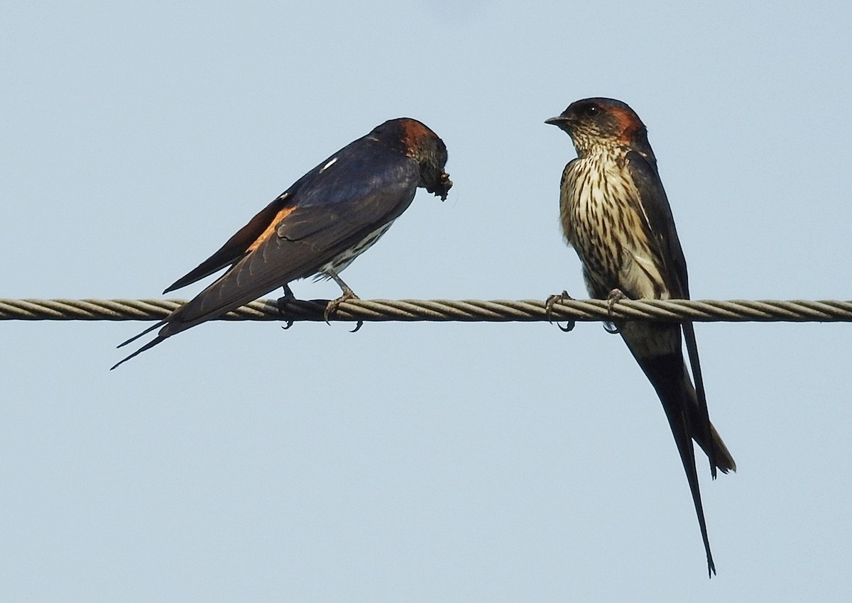 Eastern Red-rumped Swallow (Striated) - ML645882223