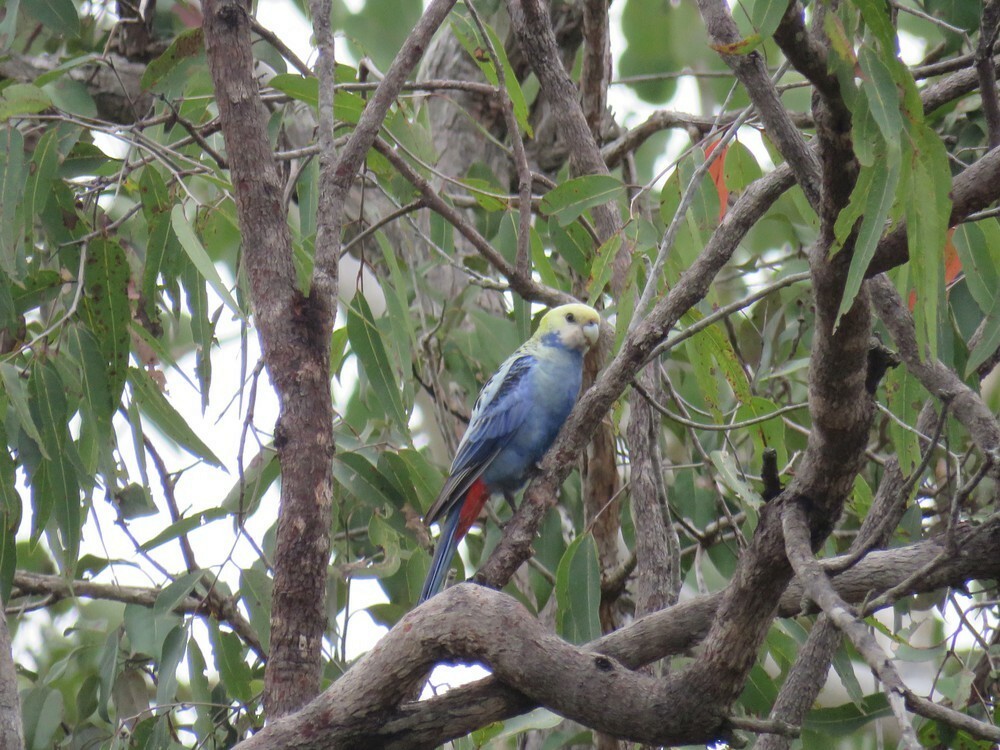 Pale-headed Rosella - ML645882224