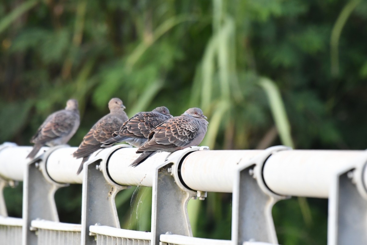 金背鳩 - ML645882225