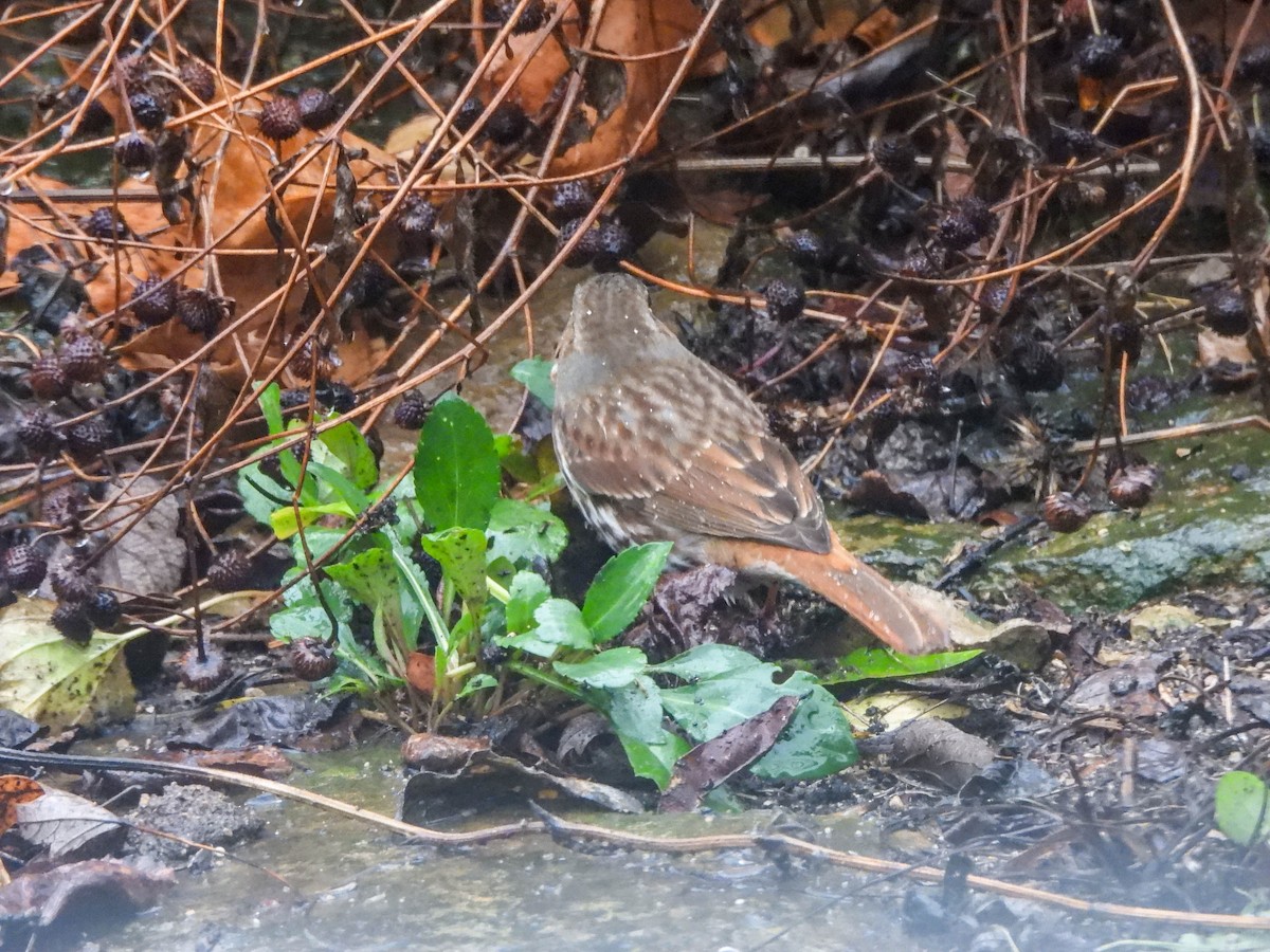 strnadec kaštanový - ML645882234