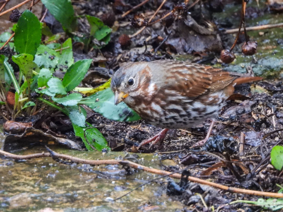 strnadec kaštanový - ML645882235