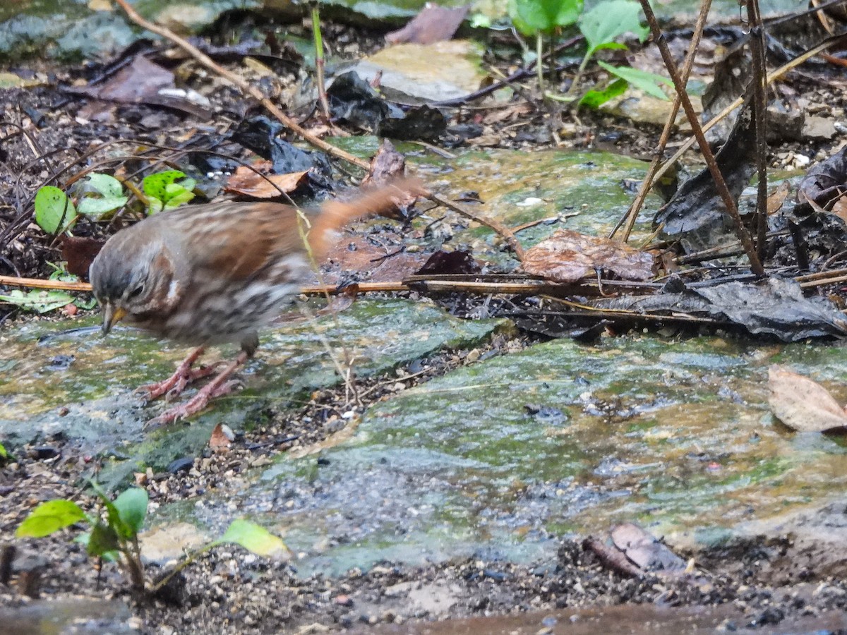 strnadec kaštanový - ML645882236