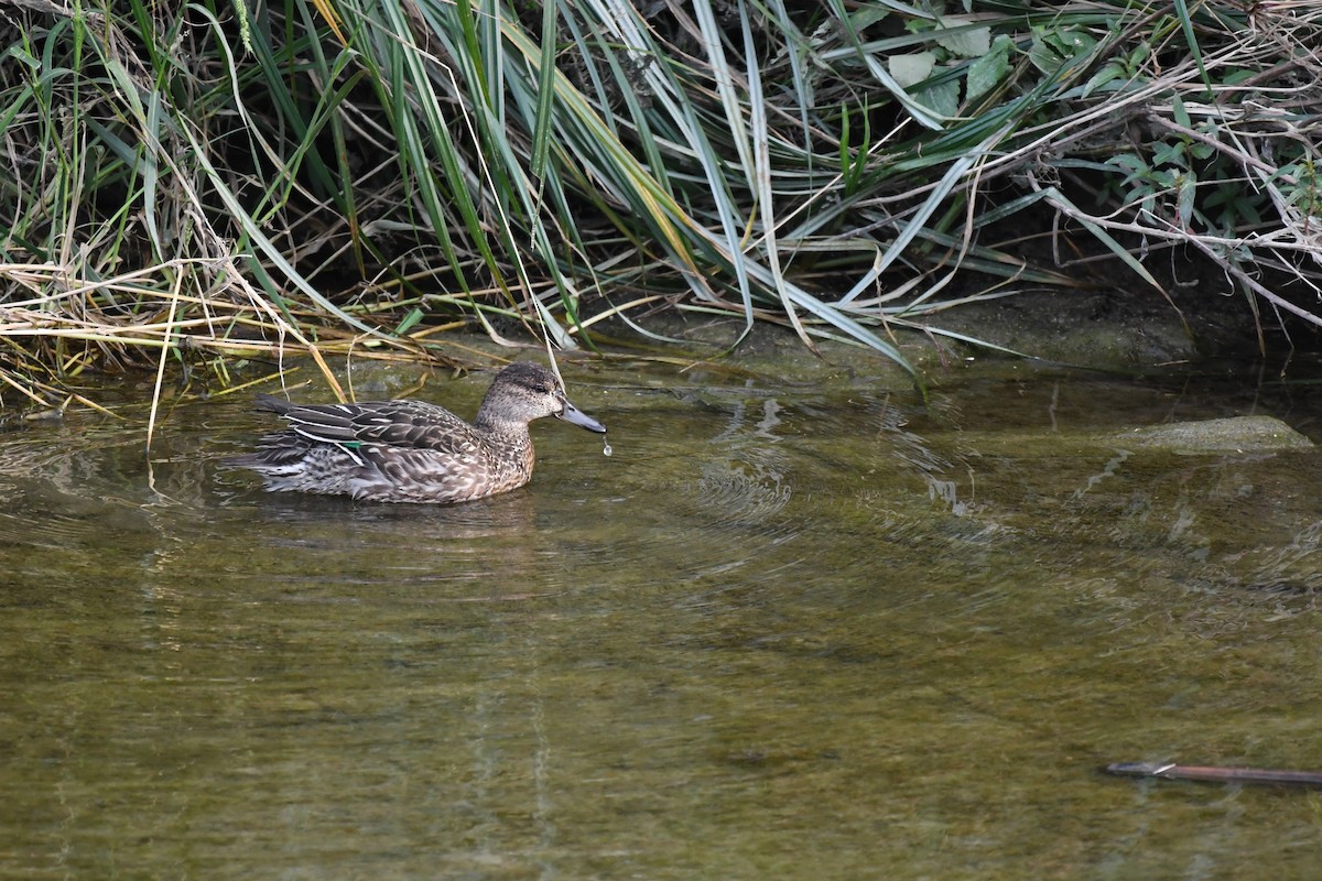 小水鴨 - ML645882238
