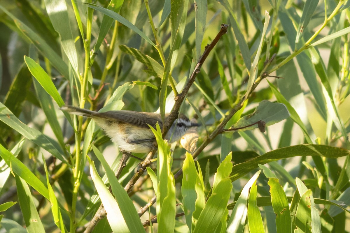 チャイロセンニョムシクイ - ML645882245