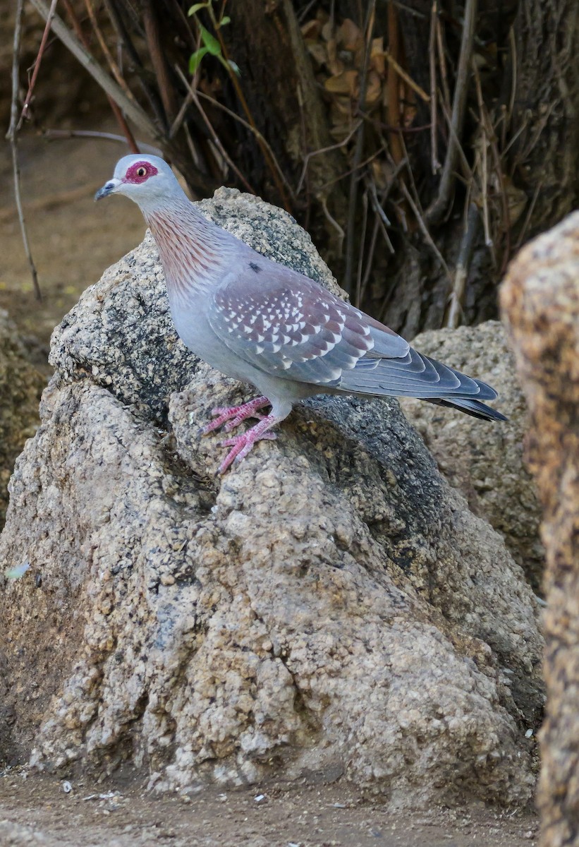 Paloma de Guinea - ML645882247