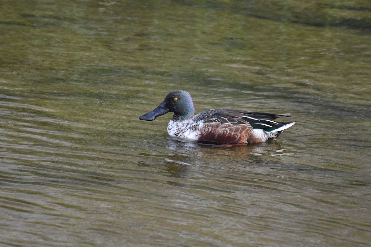 琵嘴鴨 - ML645882248
