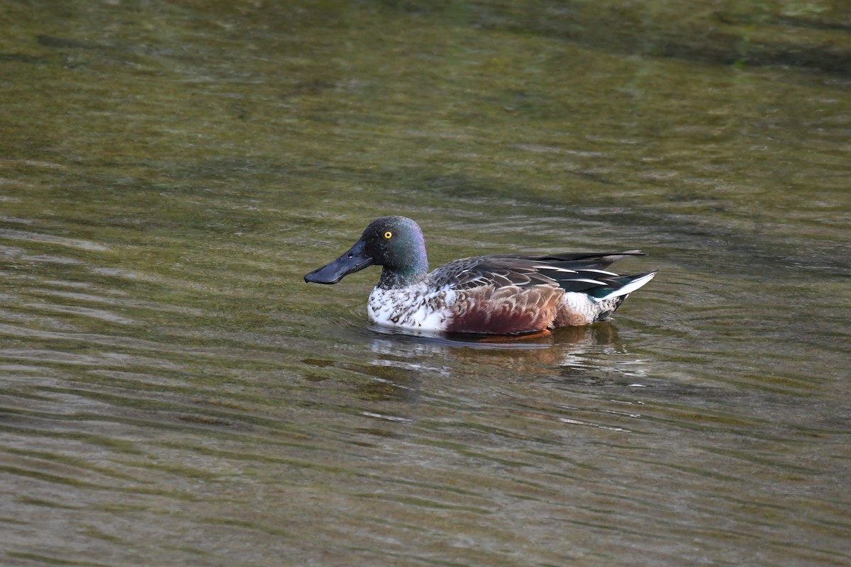琵嘴鴨 - ML645882250